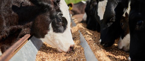 Banner_Alimentazione umana e animale fra tradizione e innovazione