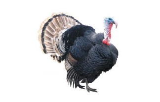 Banner_Gara di tiro alla sagoma del tacchino 2025