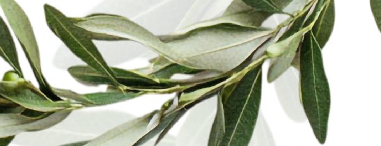 Banner_Auguri Pasqua 2026