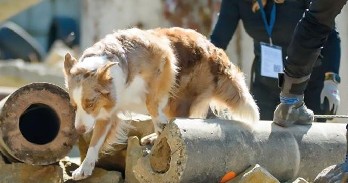 Banner_Campionato mondiale IRO per cani da soccorso